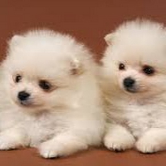 Meet your Posher, Herro - Picture 1 of 1